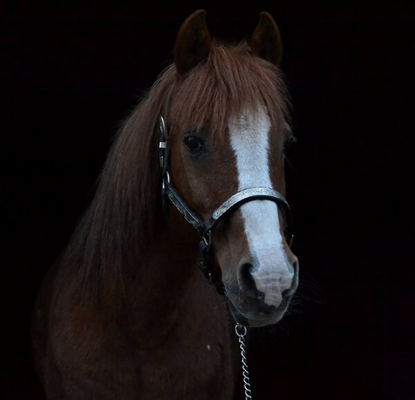 MBDH traning onze paarden - Django
