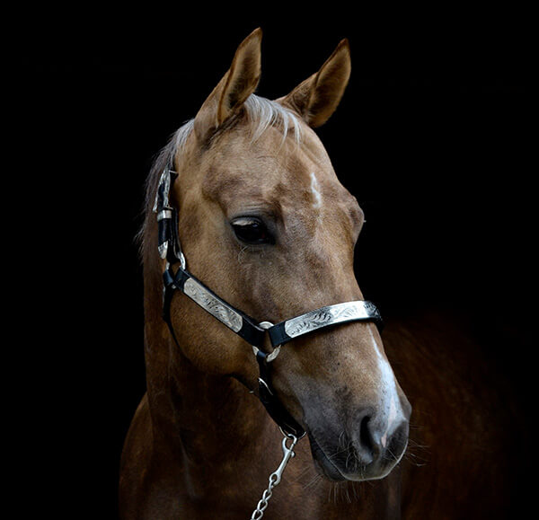 MBDH traning onze paarden - Jessy