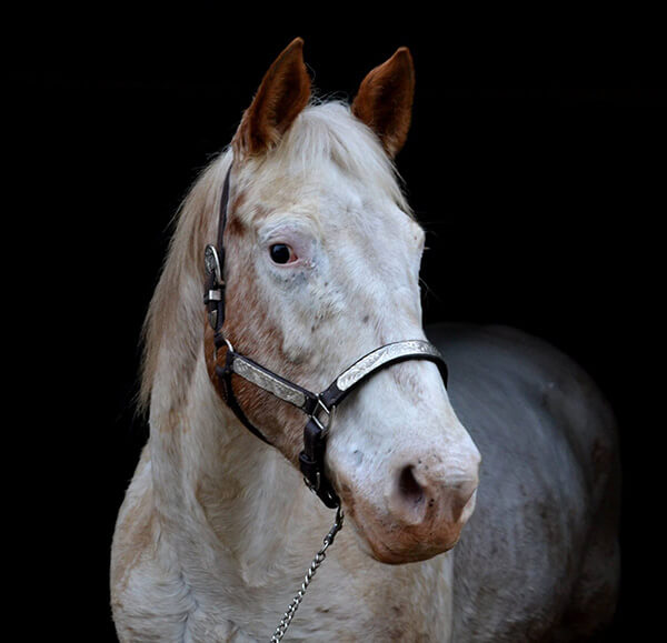 MBDH traning onze paarden - Lesley