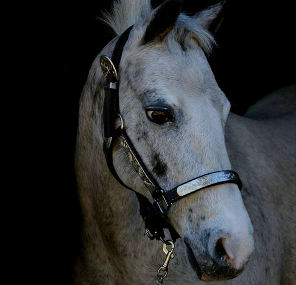 MBDH traning onze paarden - Vogel