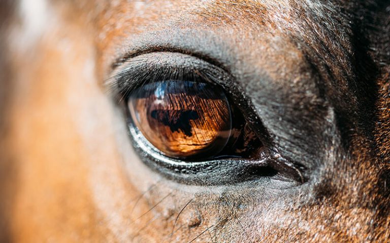 Angst voor paarden