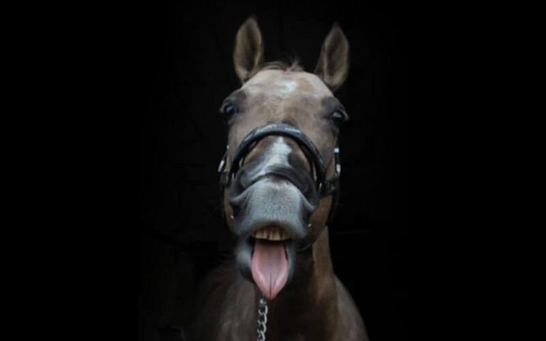 Angst voor paarden