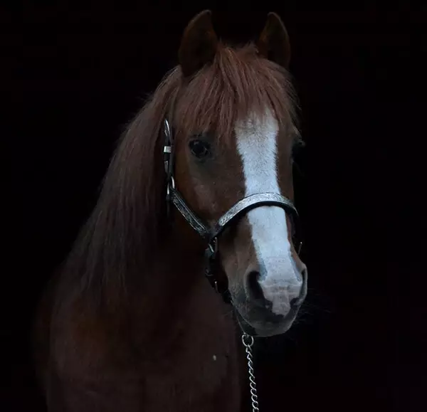 MBDH traning onze paarden - Django