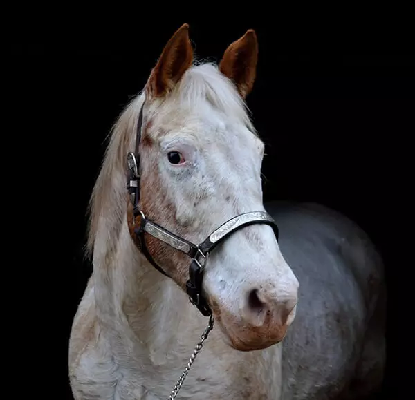 MBDH traning onze paarden - Lesley